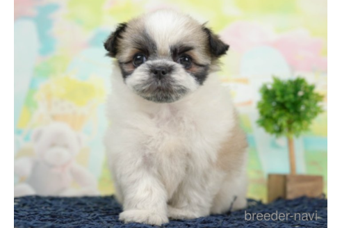 成約済の千葉県のミックス犬-226444の4枚目